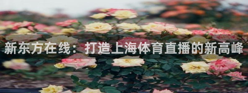 新东方在线：打造上海体育直播的新高峰
