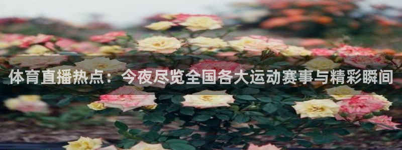 体育直播热点：今夜尽览全国各大运动赛事与精彩瞬间