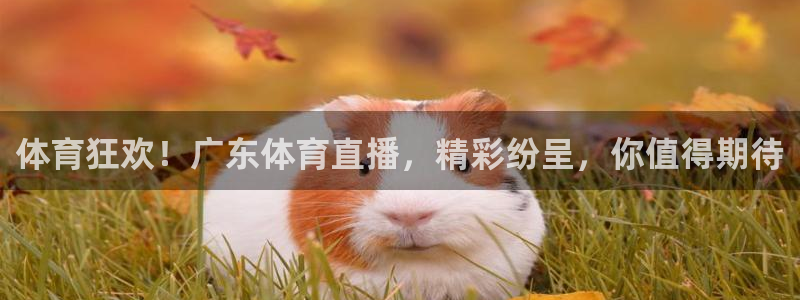 体育狂欢！广东体育直播，精彩纷呈，你值得期待